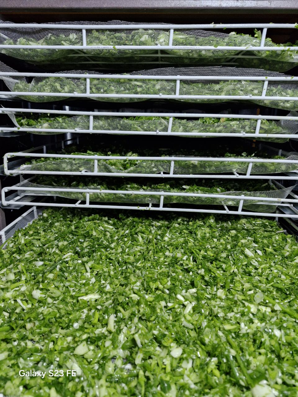 پیازچه خرد شده درجه یک نیشابور