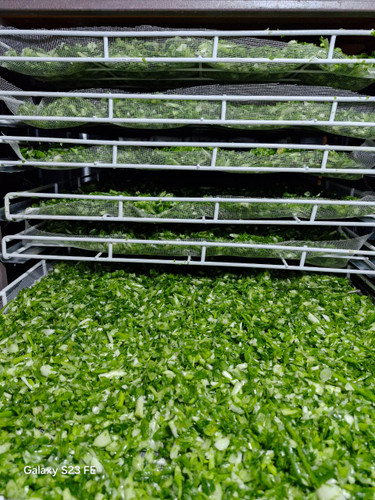 پیازچه خرد شده درجه یک نیشابور